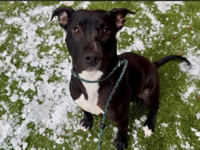 Enlarge MARELLA, a Adoptable Pit Bull Terrier in Toledo, OH image 1/1