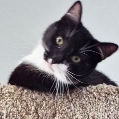 Enlarge Orca, an adopted Domestic Short Hair in Green Valley, AZ image 3/5