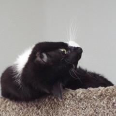 Enlarge Orca, an adopted Domestic Short Hair in Green Valley, AZ image 5/5