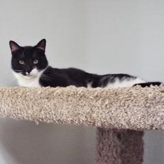Enlarge Orca, an adopted Domestic Short Hair in Green Valley, AZ image 1/5