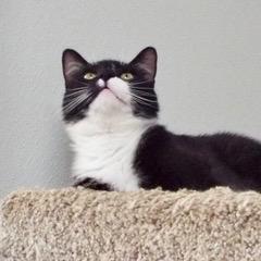 Enlarge Orca, an adopted Domestic Short Hair in Green Valley, AZ image 2/5