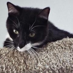 Enlarge Orca, an adopted Domestic Short Hair in Green Valley, AZ image 4/5