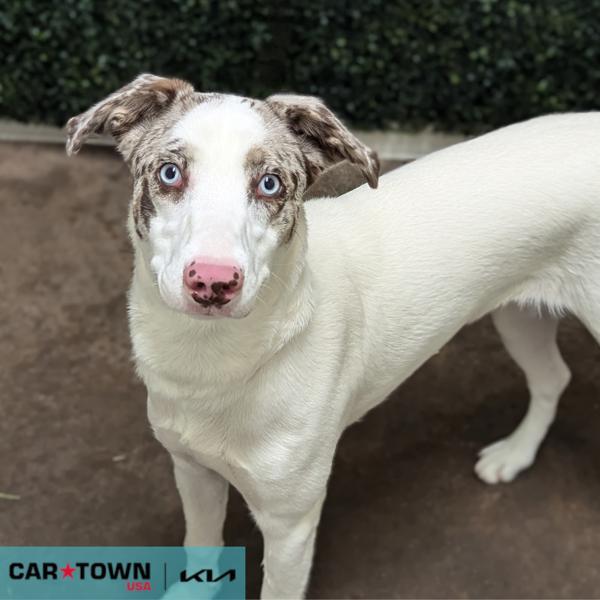 Winnie, Adoptable, Adult Female Catahoula Leopard Dog.