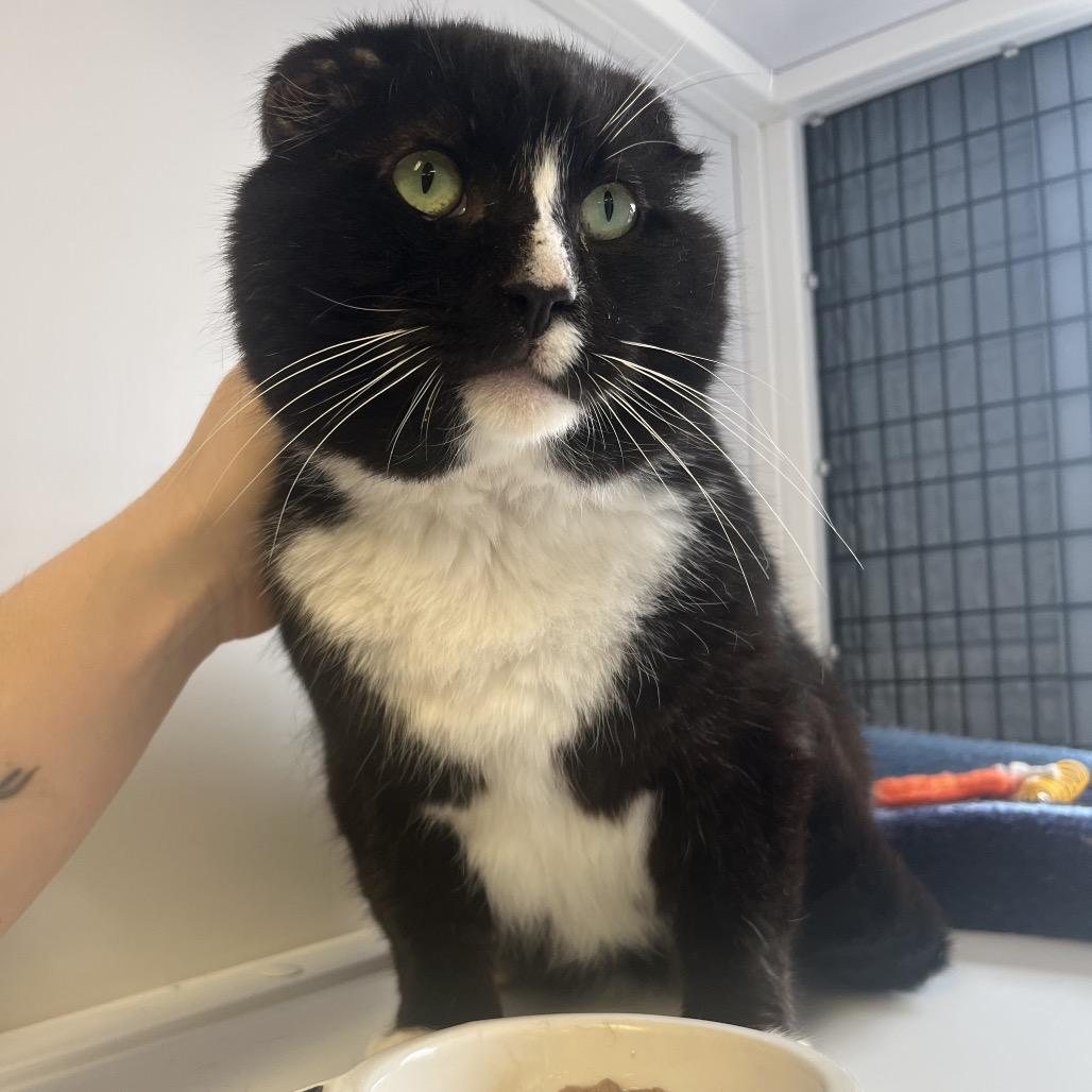 Enlarge Nubby, a Adoptable Domestic Short Hair in Ruckersville, VA image 1/2