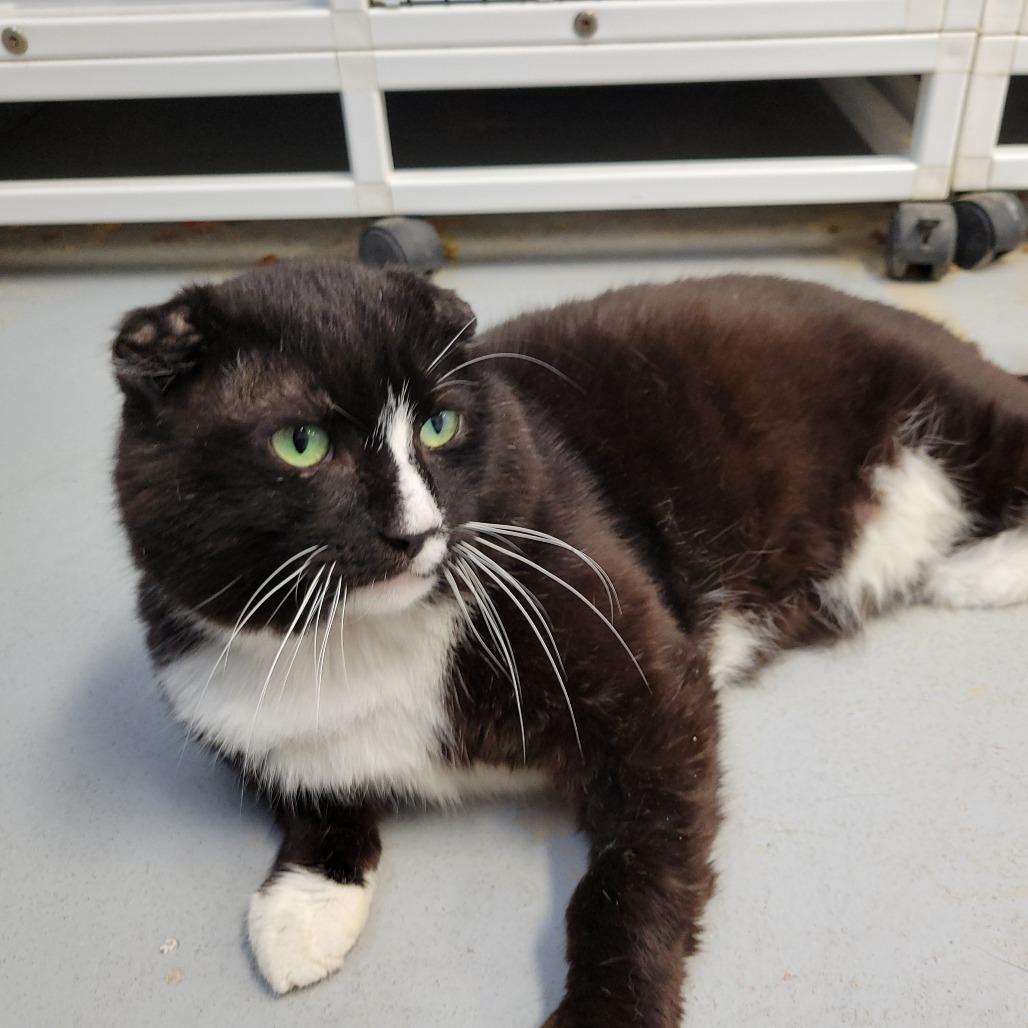 Enlarge Nubby, a Adoptable Domestic Short Hair in Ruckersville, VA image 2/3