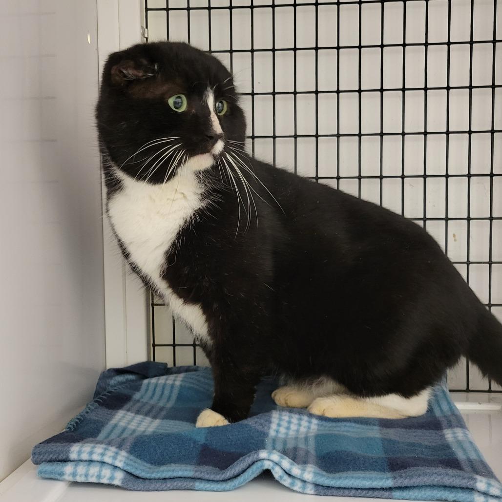 Nubby, Adoptable, Adult Male Domestic Short Hair.
