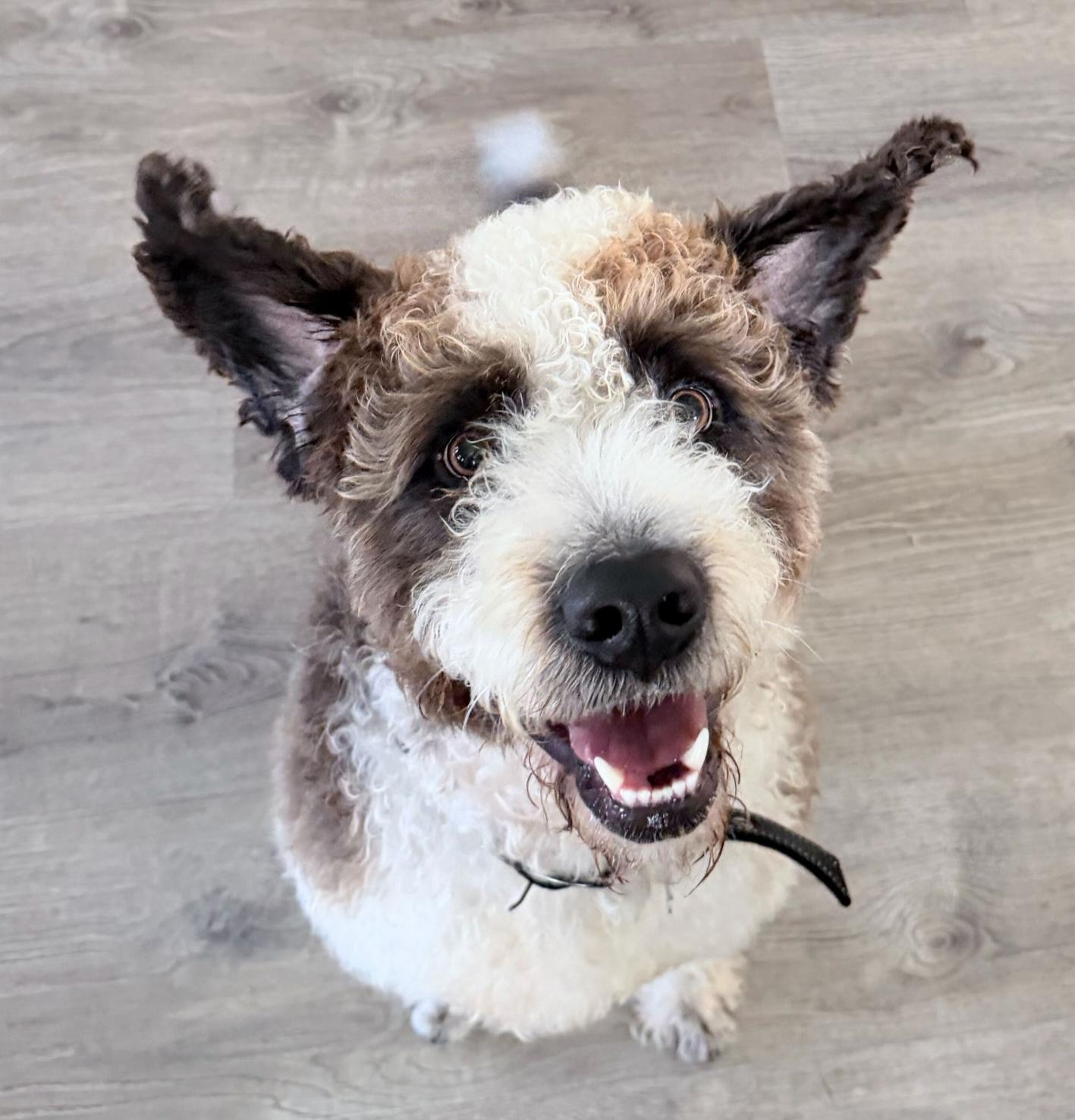 Enlarge Little Bear, an adopted Aussiedoodle in Garland, TX image 3/4