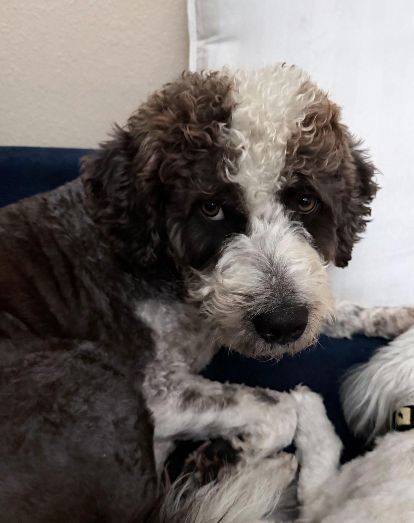 Enlarge Little Bear, an adopted Aussiedoodle in Garland, TX image 1/4