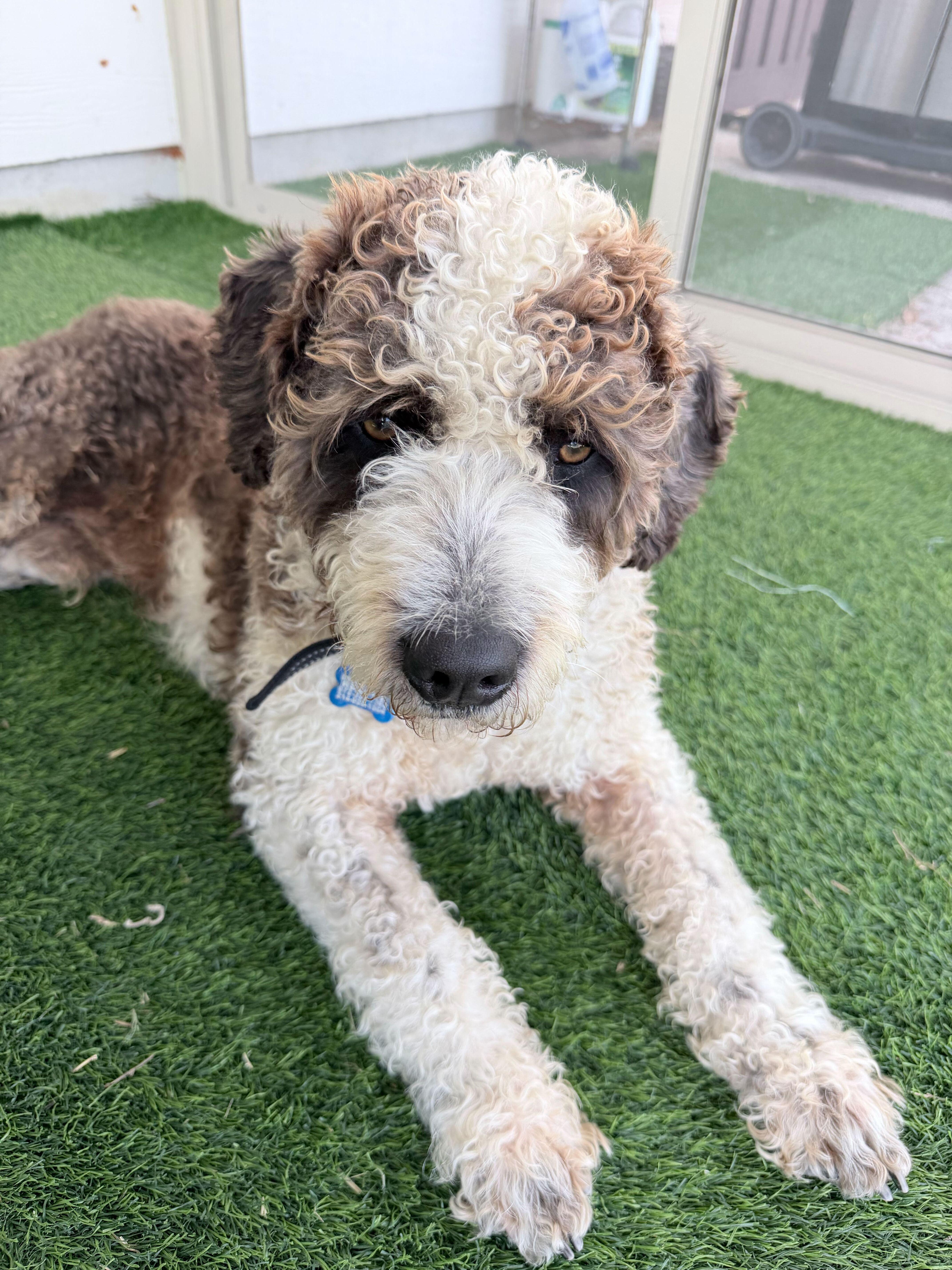 Enlarge Little Bear, an adopted Aussiedoodle in Garland, TX image 4/4