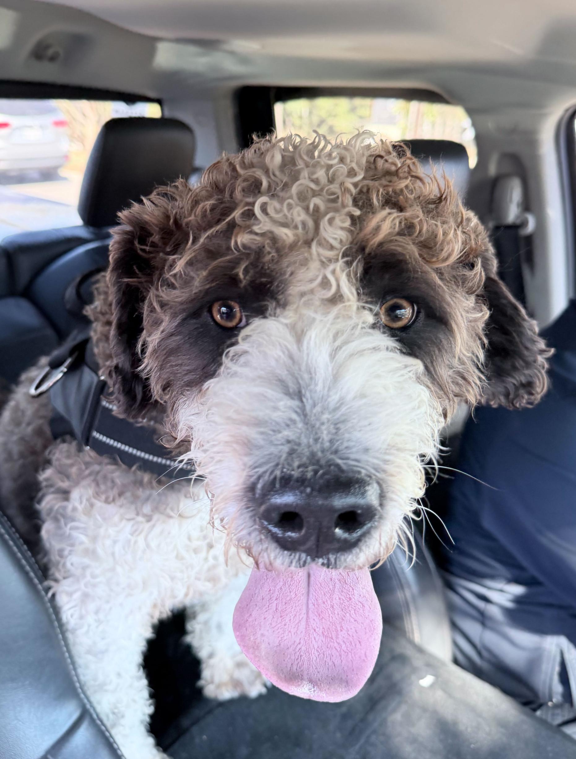 Enlarge Little Bear, an adopted Aussiedoodle in Garland, TX image 2/4
