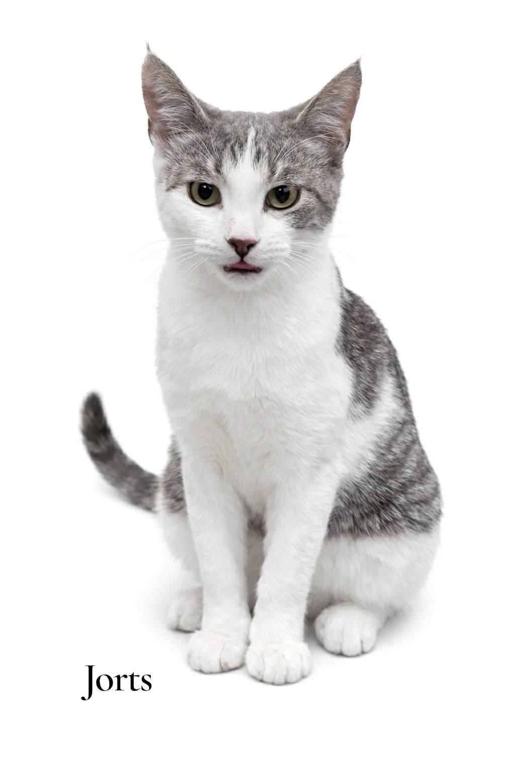 Enlarge Jorts, an adopted Domestic Short Hair in Stevensville, MI image 1/1