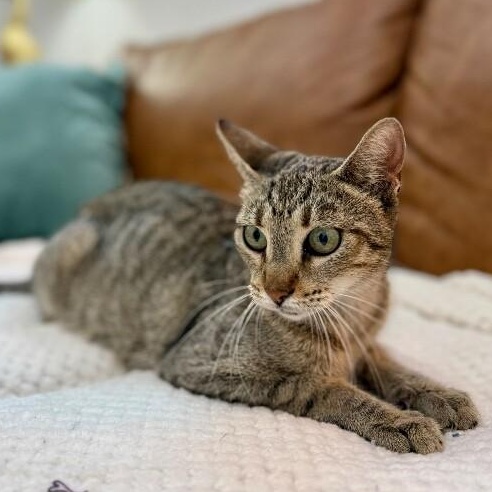 Buttercup Alvin — thumbnail 4