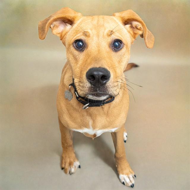 SUKI, Adoptable, Young Female Labrador Retriever & Mixed Breed.