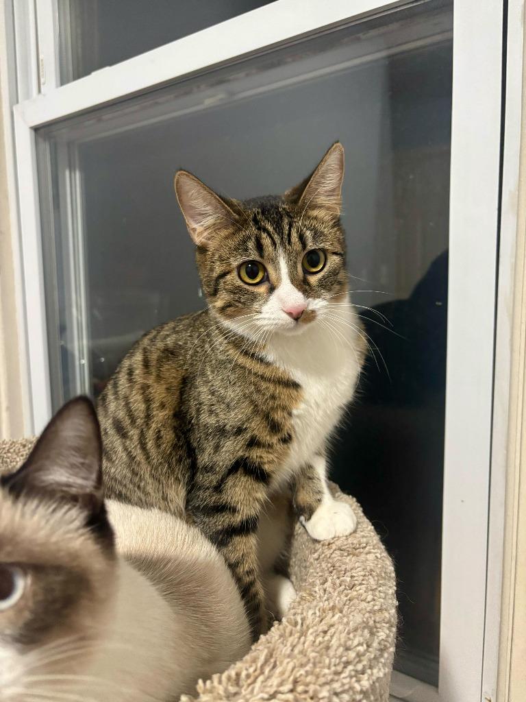 Artemis, Adoptable, Young Female Domestic Short Hair.