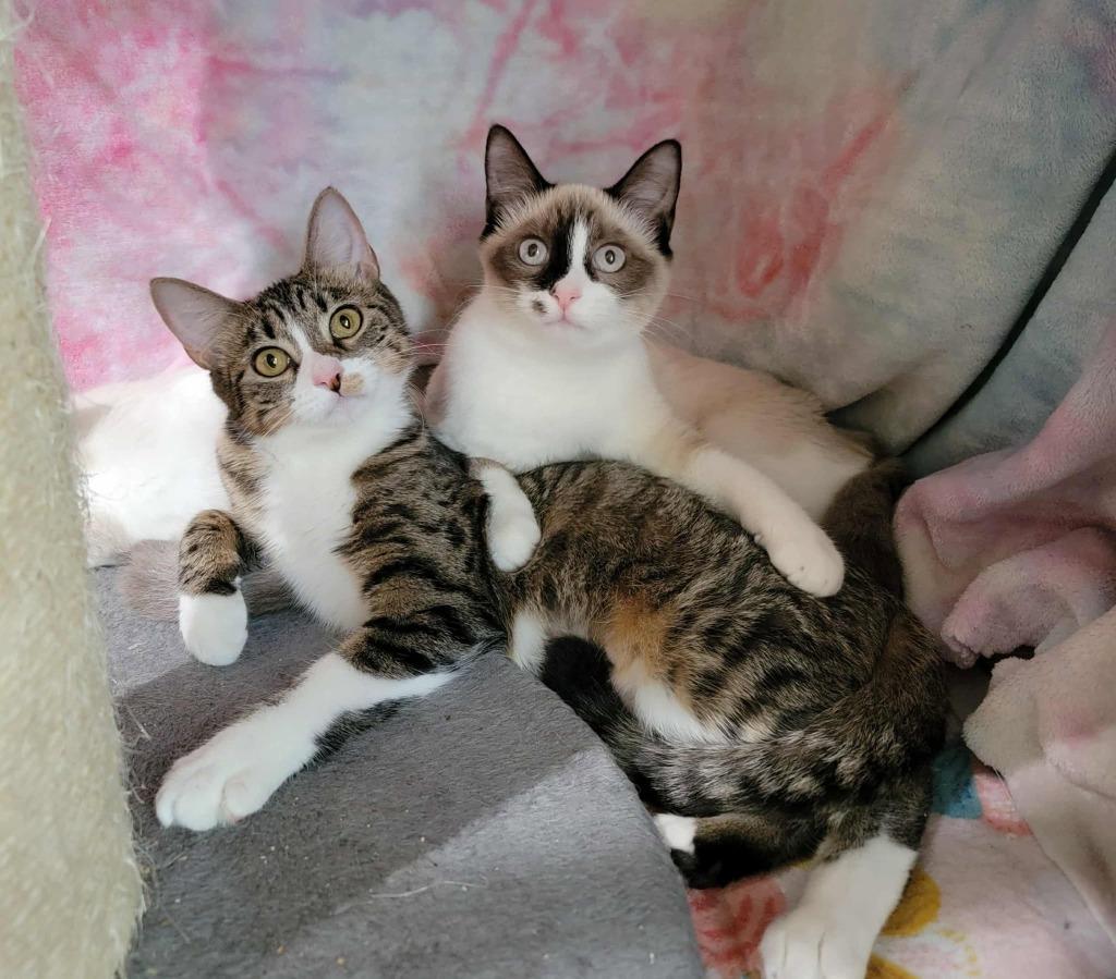 Enlarge Artemis, a Adoptable mixed breed in Pawtucket, RI image 2/4