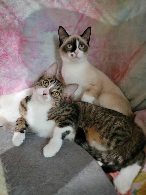 Enlarge Artemis, a Adoptable mixed breed in Pawtucket, RI image 4/4