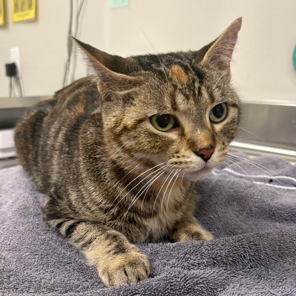 Ivy, Adoptable, Young Female Domestic Short Hair.