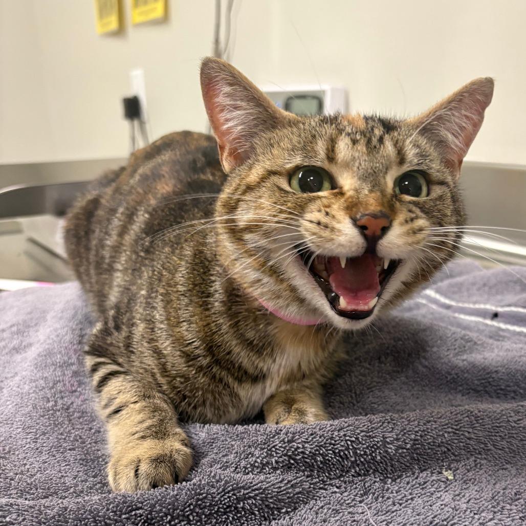 Enlarge Ivy, a Adoptable Domestic Short Hair in Saint Cloud, MN image 2/5