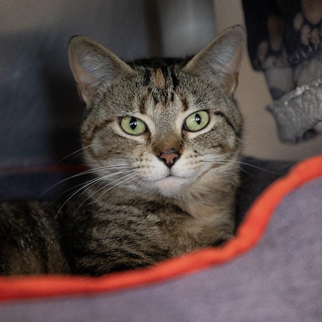 Enlarge Ivy, a Adoptable Domestic Short Hair in Saint Cloud, MN image 3/5