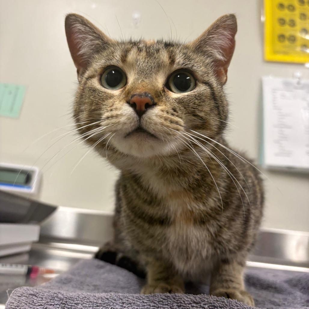 Enlarge Ivy, a Adoptable Domestic Short Hair in Saint Cloud, MN image 4/5