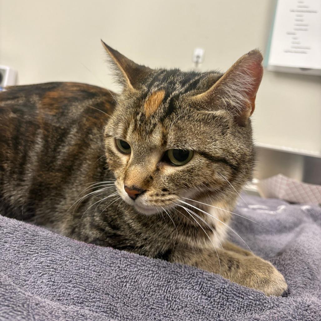 Enlarge Ivy, a Adoptable Domestic Short Hair in Saint Cloud, MN image 5/5