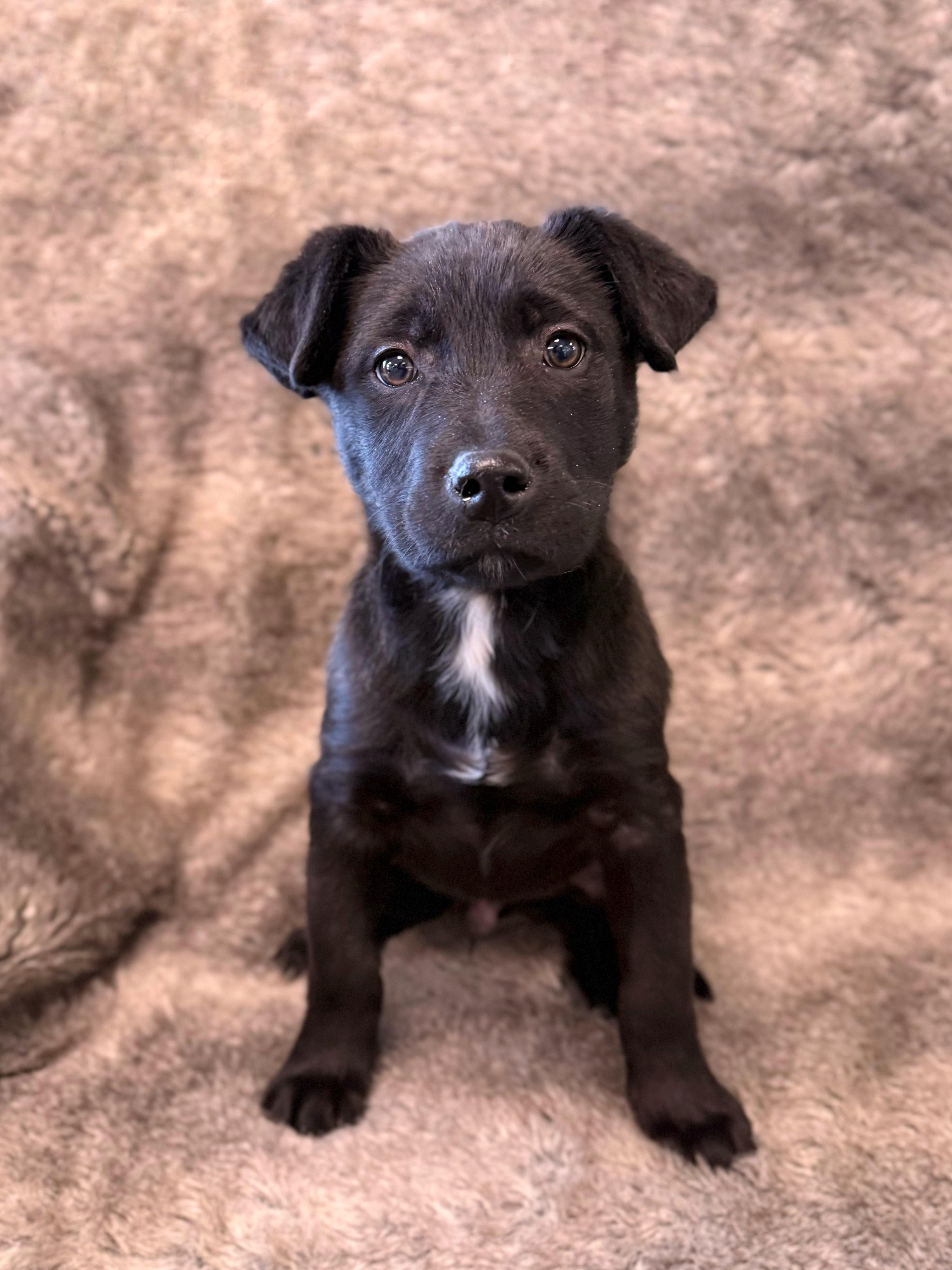 Peppercorn , adoptable, Puppy Male Labrador Retriever & Mixed Breed.