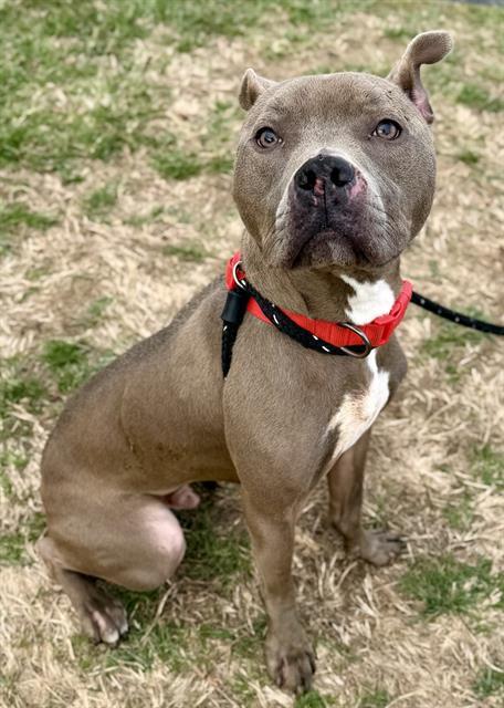 Enlarge GARTH, a Adoptable mixed breed in Olivette, MO image 1/1