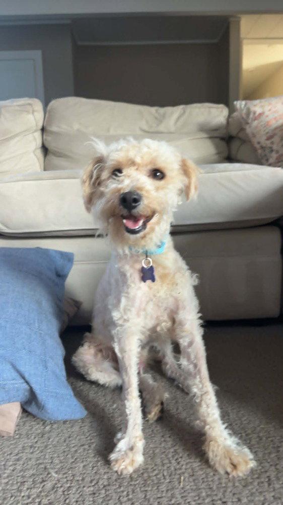 Bruce, Adoptable, Adult Male Poodle.