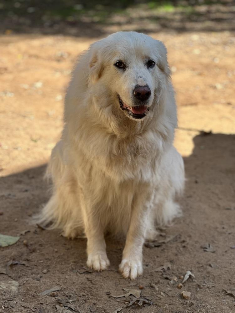 Libby - PLEASE READ ALL INFORMATION, Adoptable, Adult Female Great Pyrenees.