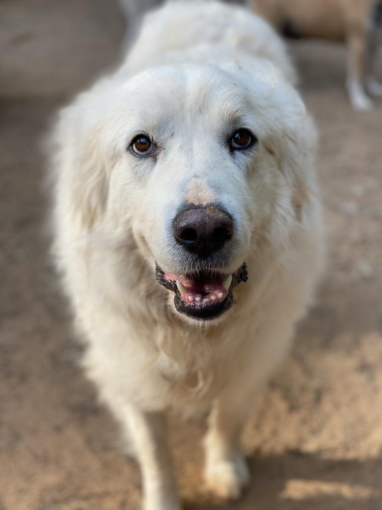 Libby - PLEASE READ ALL INFORMATION, a Adoptable Great Pyrenees in Greenville, SC image 3/5