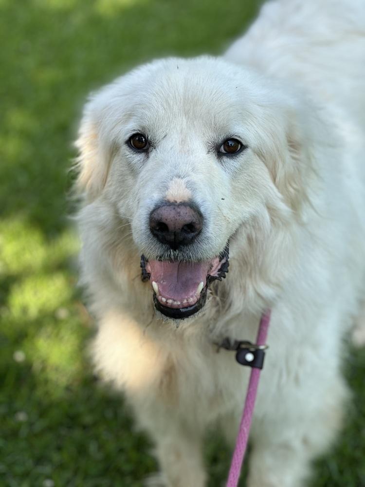 Libby - PLEASE READ ALL INFORMATION, a Adoptable Great Pyrenees in Greenville, SC image 4/5