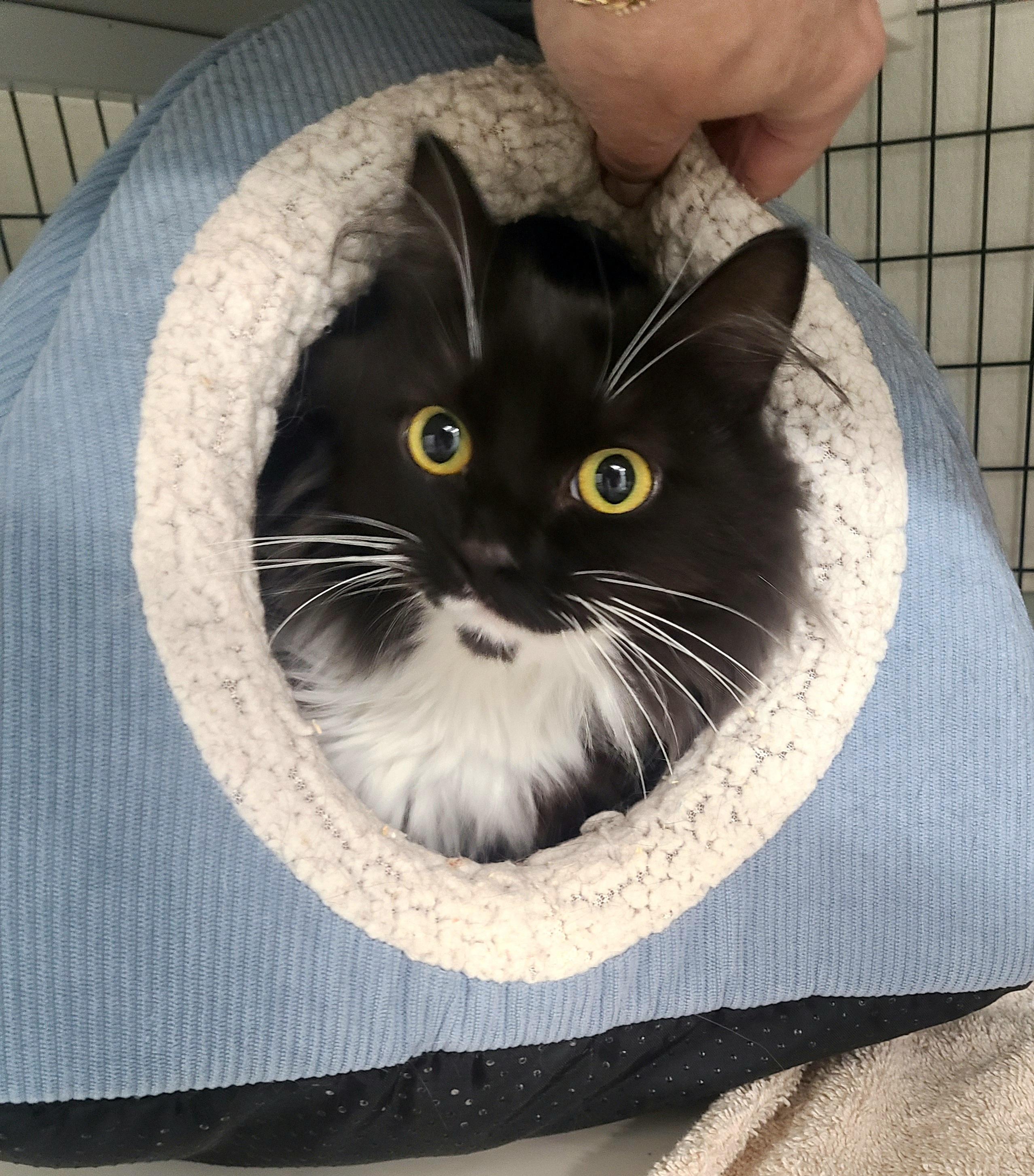 Tumas, adopted, Young Female Domestic Medium Hair.