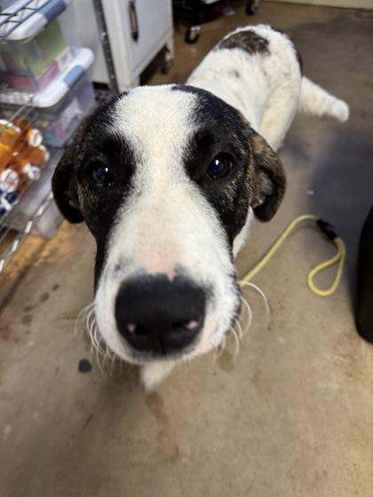 Jethro, Adoptable, Young Male Maremma Sheepdog.