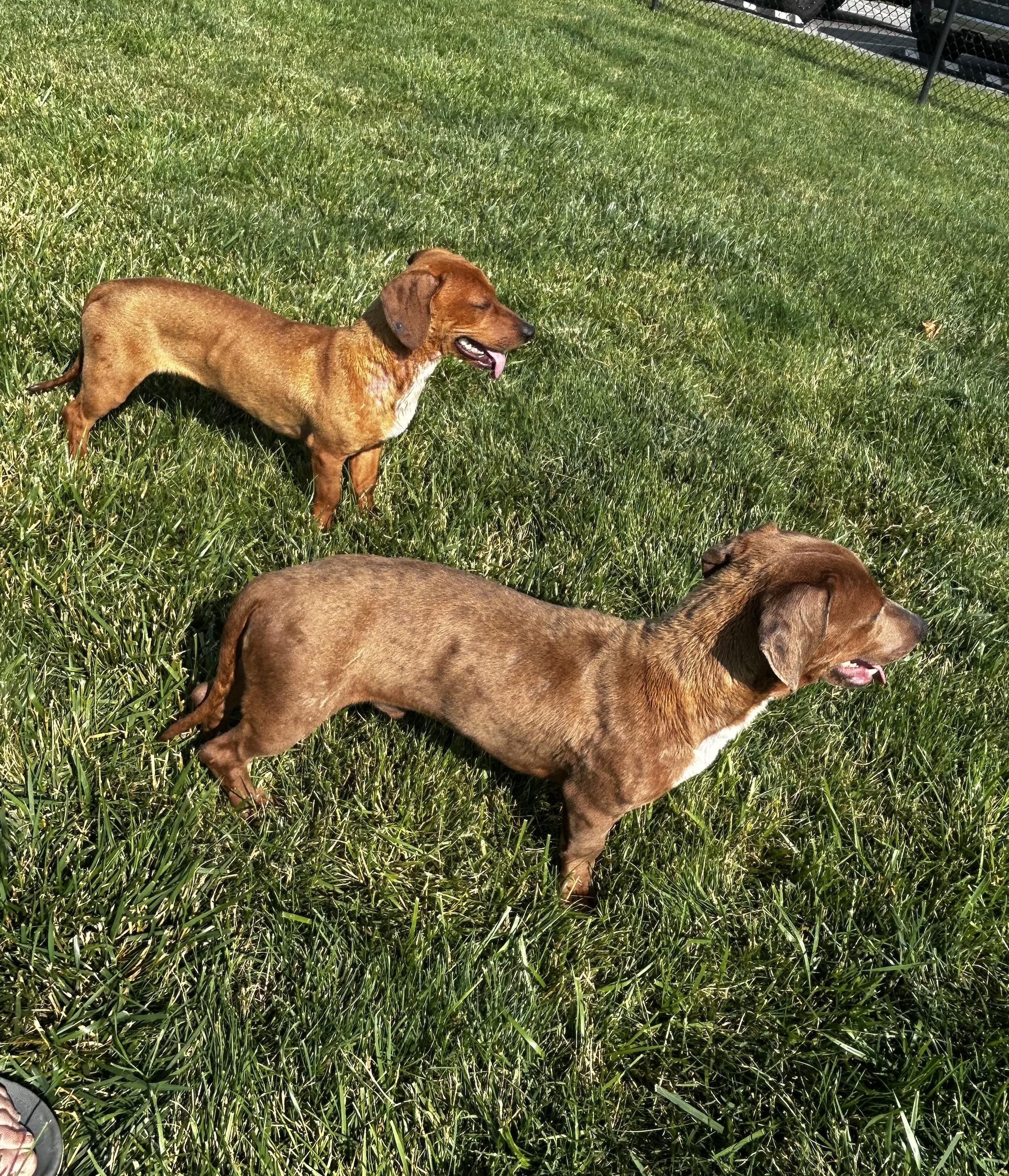 Enlarge Max, a Adoptable mixed breed in Brownstown, IN image 2/2