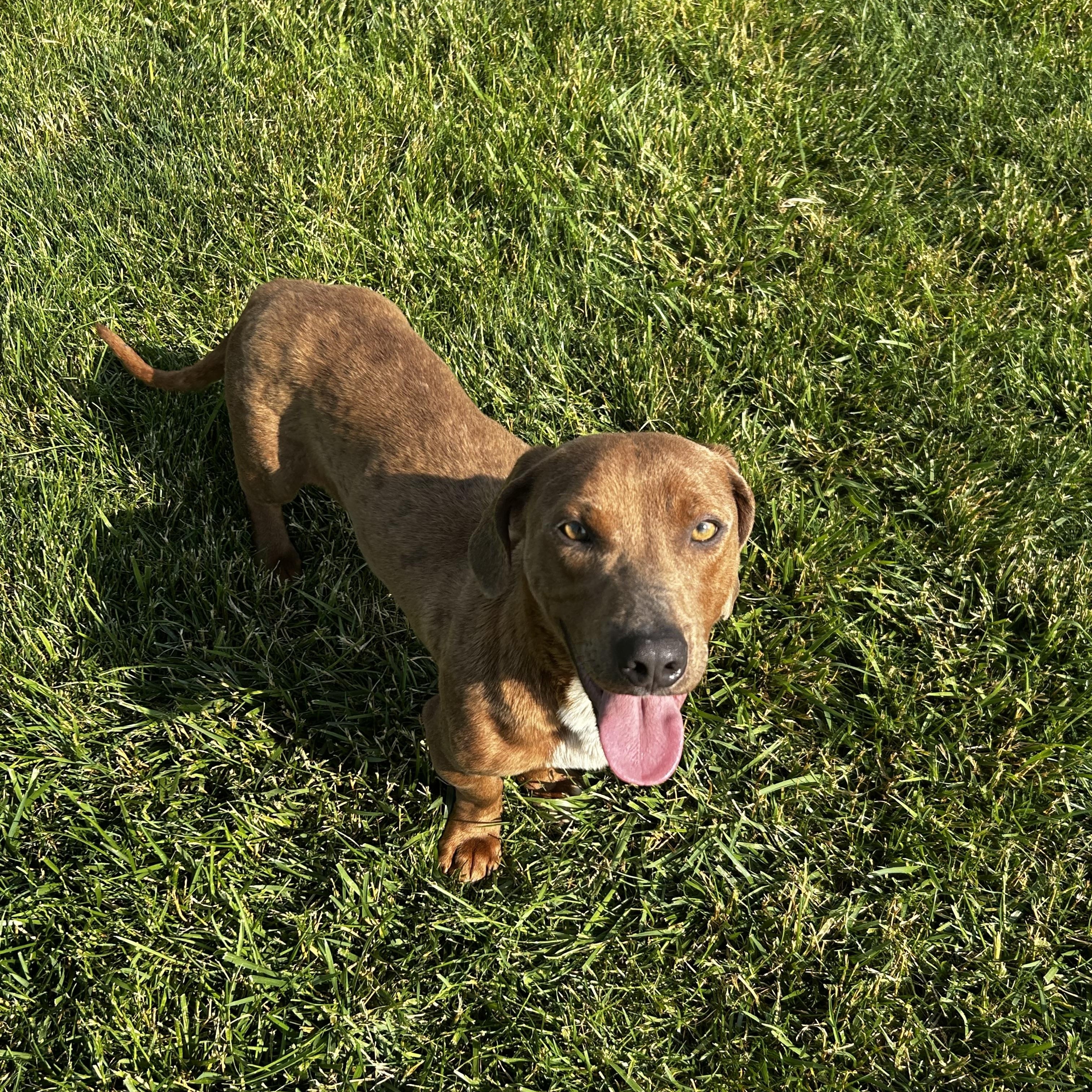 Max, Young Male Dachshund