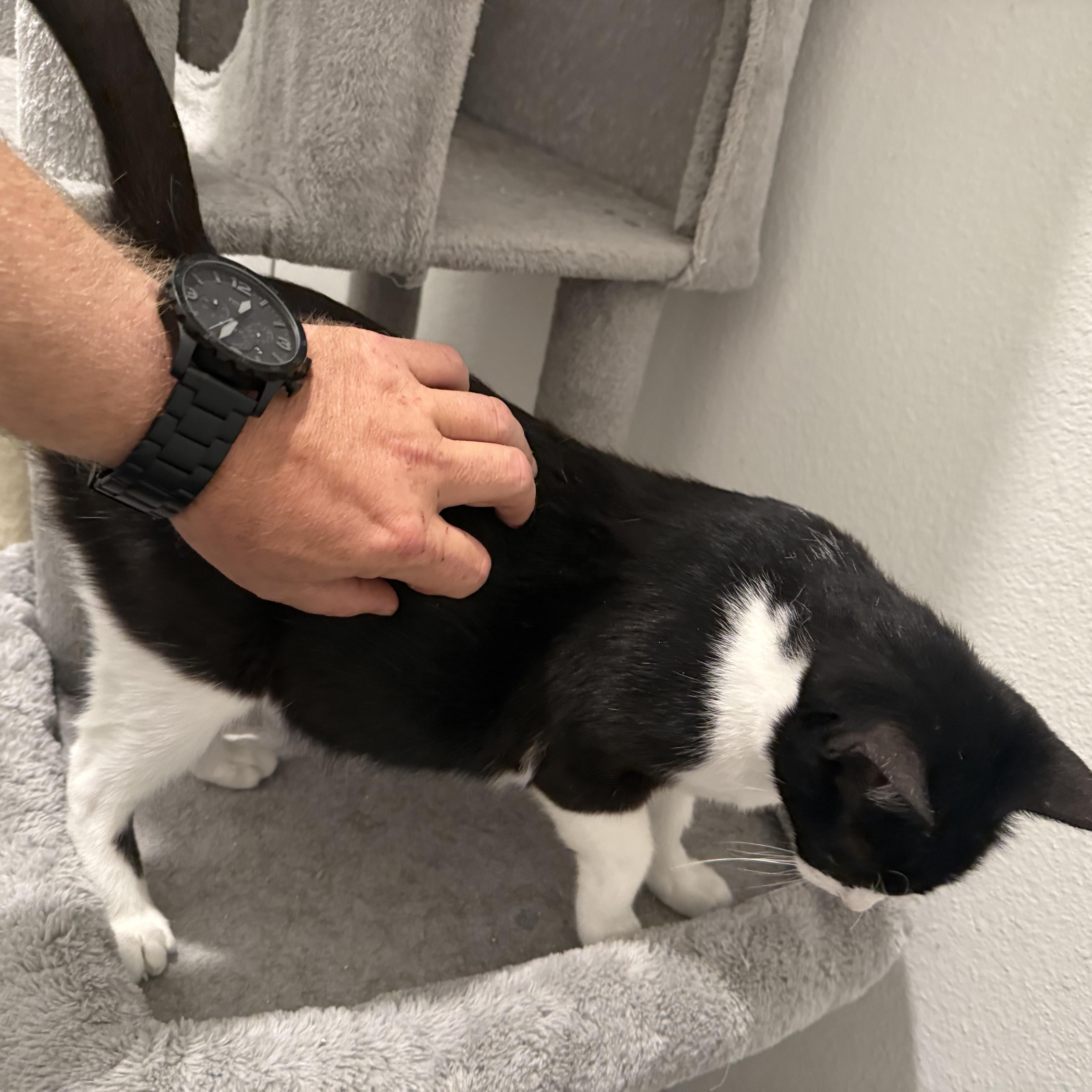 Enlarge Stormy, a Adoptable American Shorthair in COLORADO SPRINGS, CO image 4/5