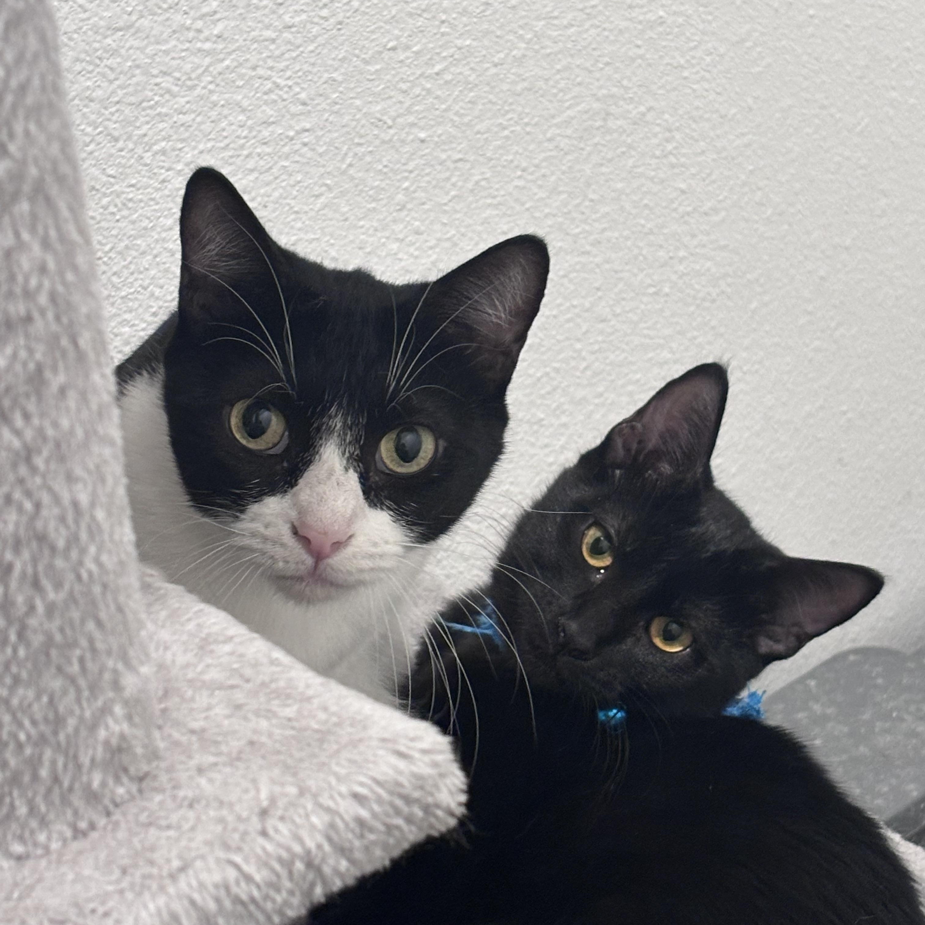 Enlarge Stormy, a Adoptable American Shorthair in COLORADO SPRINGS, CO image 3/5