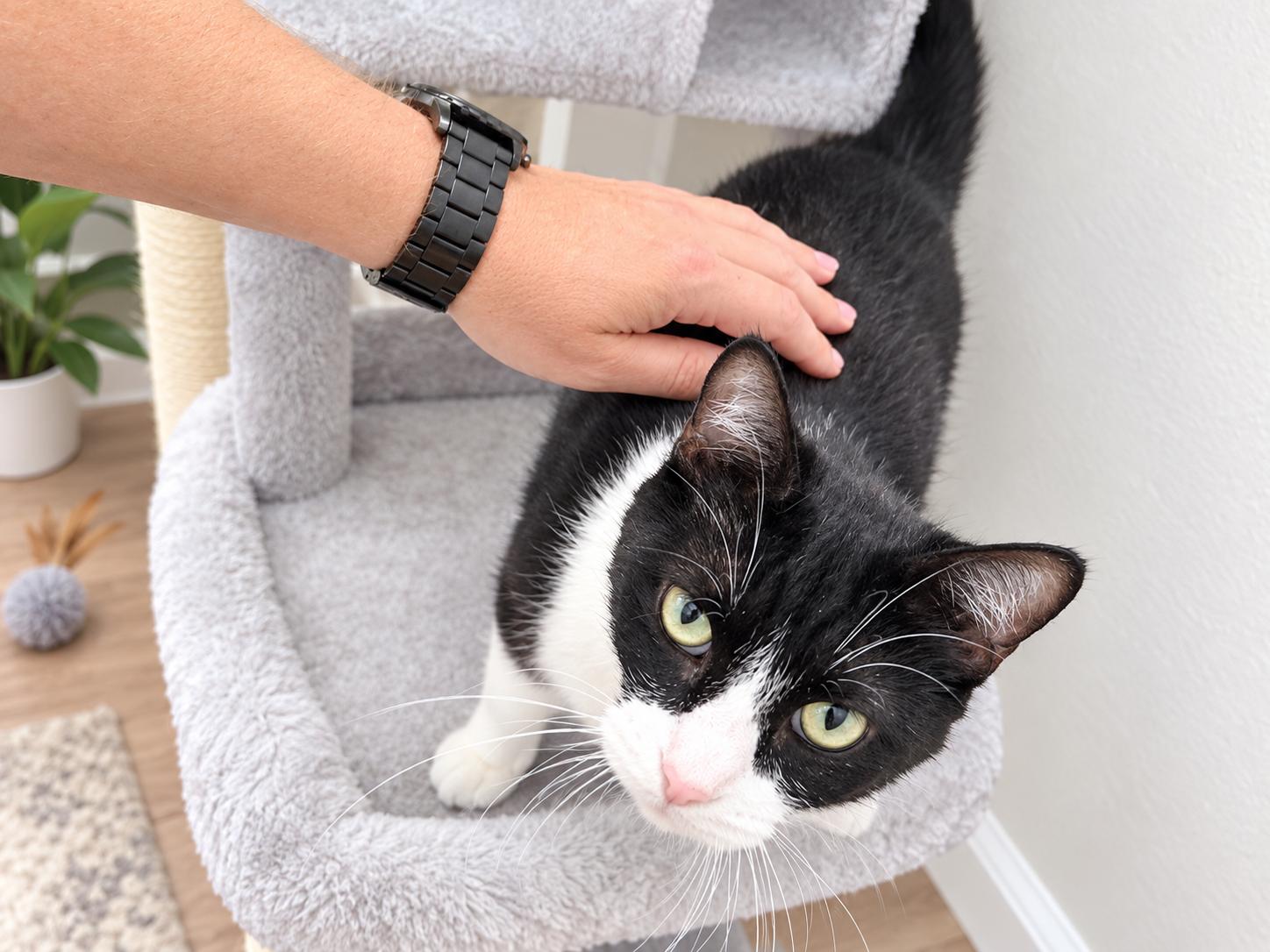 Enlarge Stormy, a Adoptable American Shorthair in COLORADO SPRINGS, CO image 2/5