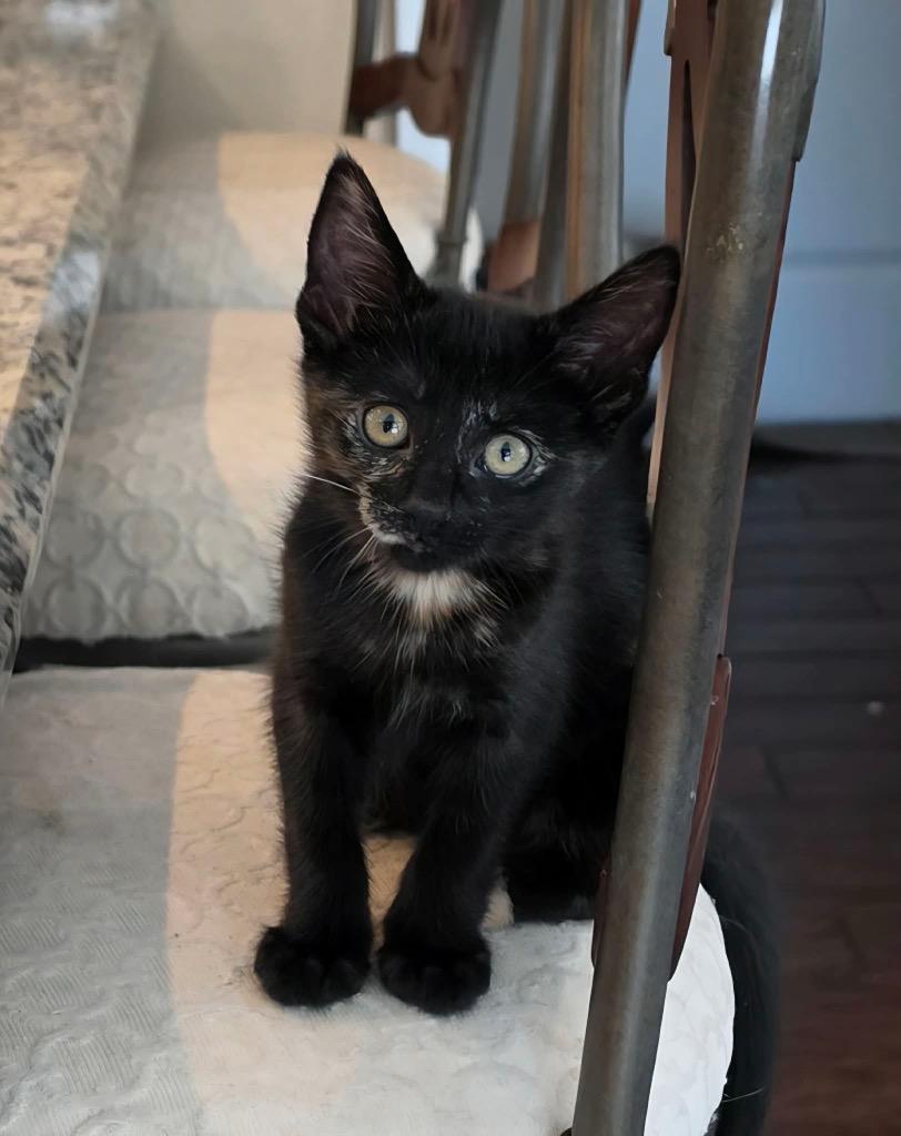 Fenty, Adoptable, Kitten Female Domestic Short Hair.