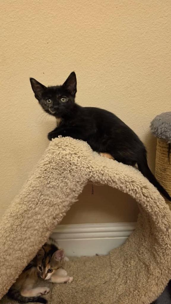 Enlarge Fenty, a Adoptable mixed breed in Orlando, FL image 2/5