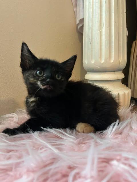 Enlarge Fenty, a Adoptable mixed breed in Orlando, FL image 3/5