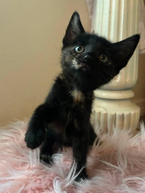 Enlarge Fenty, a Adoptable mixed breed in Orlando, FL image 4/5