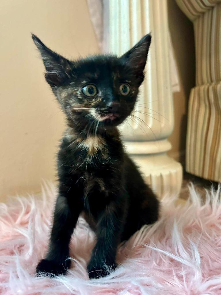 Enlarge Fenty, a Adoptable mixed breed in Orlando, FL image 5/5