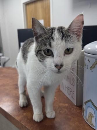 Enlarge Hartlee, a ADOPTABLE mixed breed in North Myrtle Beach, SC image 2/6