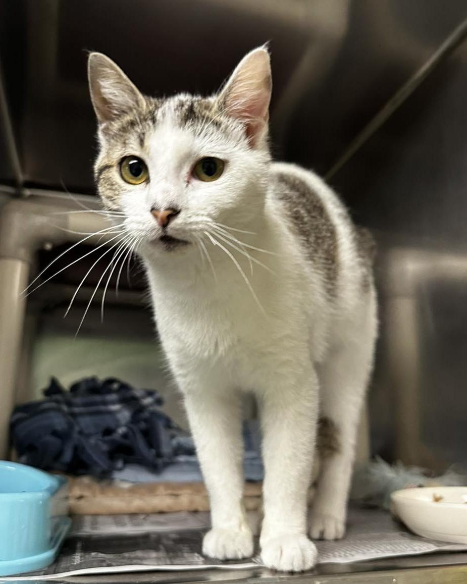 Enlarge Hartlee, a ADOPTABLE mixed breed in North Myrtle Beach, SC image 4/6