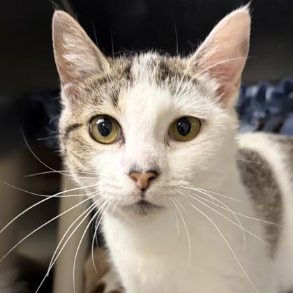 Hartlee, ADOPTABLE, Young Female American Bobtail & Domestic Short Hair.