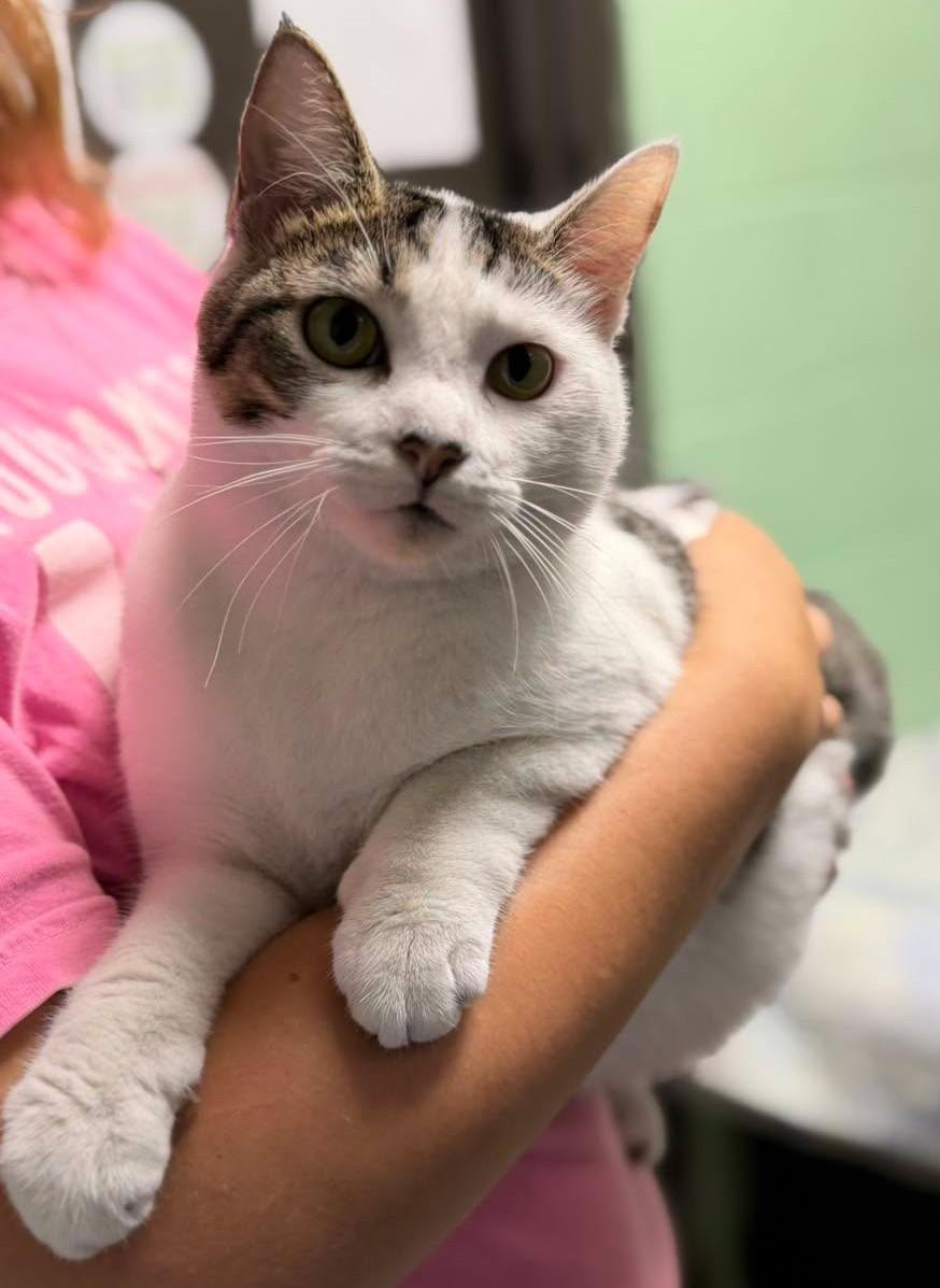 Enlarge Hartlee, a Adoptable mixed breed in North Myrtle Beach, SC image 2/6