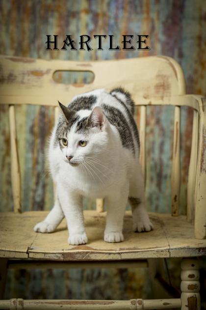 Hartlee, ADOPTABLE, Young Female American Bobtail & Domestic Short Hair.