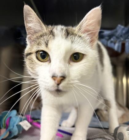 Enlarge Hartlee, a ADOPTABLE mixed breed in North Myrtle Beach, SC image 3/6