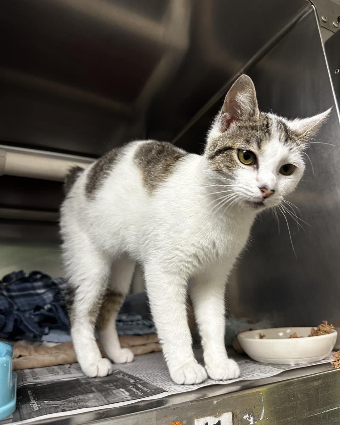 Enlarge Hartlee, a ADOPTABLE mixed breed in North Myrtle Beach, SC image 6/6